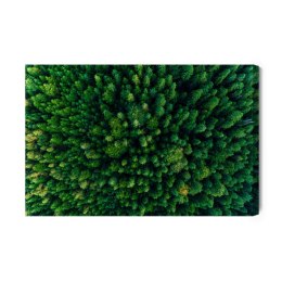 Obraz Na Płótnie Drzewa W Karpatach