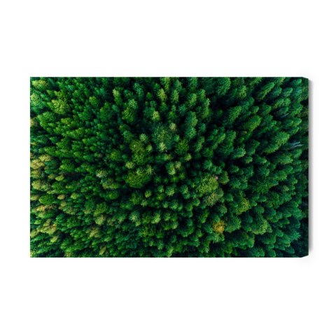 Obraz Na Płótnie Drzewa W Karpatach