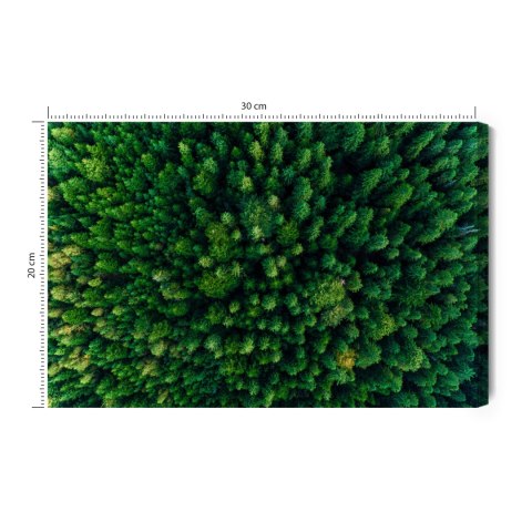 Obraz Na Płótnie Drzewa W Karpatach