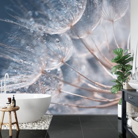 Fototapeta Beautiful Dandelion Close-Up With Dew Or Water Drops. Gentle Abstract Natural Background. Selective Focus.