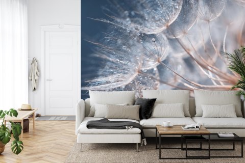 Fototapeta Beautiful Dandelion Close-Up With Dew Or Water Drops. Gentle Abstract Natural Background. Selective Focus.