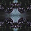 Fototapeta Kwadratowa Czarny Tulipan