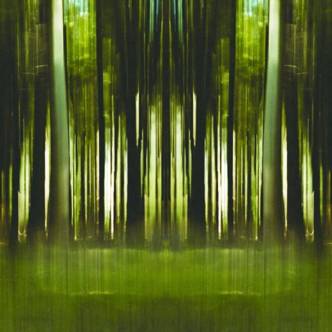 Fototapeta Kwadratowa Forestiel