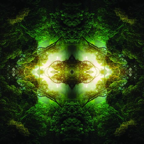 Fototapeta Kwadratowa Głębia Lasu