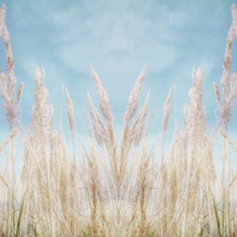 Fototapeta Kwadratowa Lipcowe Dni