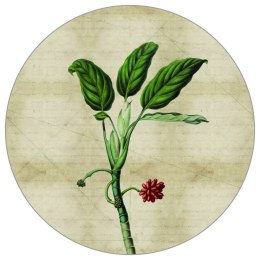 Fototapeta Okrągła Rośliny Tropikalne I