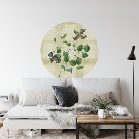 Fototapeta Okrągła Rycina Botaniczna W Stylu Vintage Iii