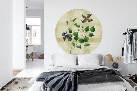 Fototapeta Okrągła Rycina Botaniczna W Stylu Vintage Iii