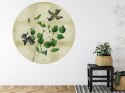 Fototapeta Okrągła Rycina Botaniczna W Stylu Vintage Iii
