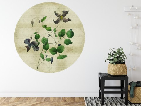 Fototapeta Okrągła Rycina Botaniczna W Stylu Vintage Iii