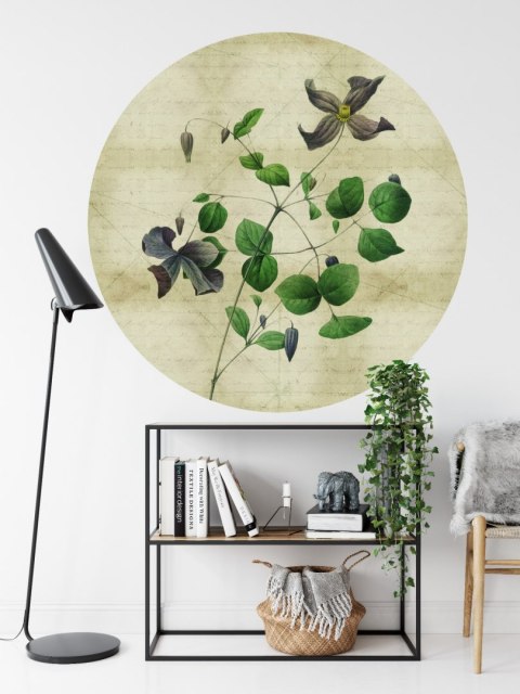 Fototapeta Okrągła Rycina Botaniczna W Stylu Vintage Iii