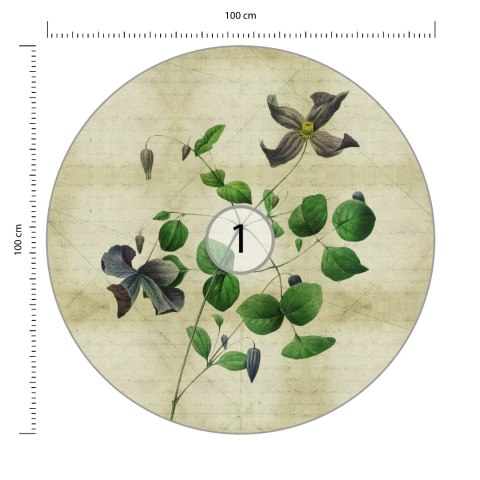 Fototapeta Okrągła Rycina Botaniczna W Stylu Vintage Iii