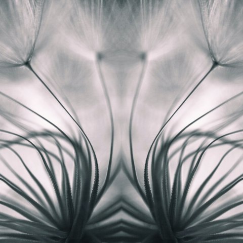 Fototapeta Kwadratowa Mniszek Lekarski Przez Keren Or