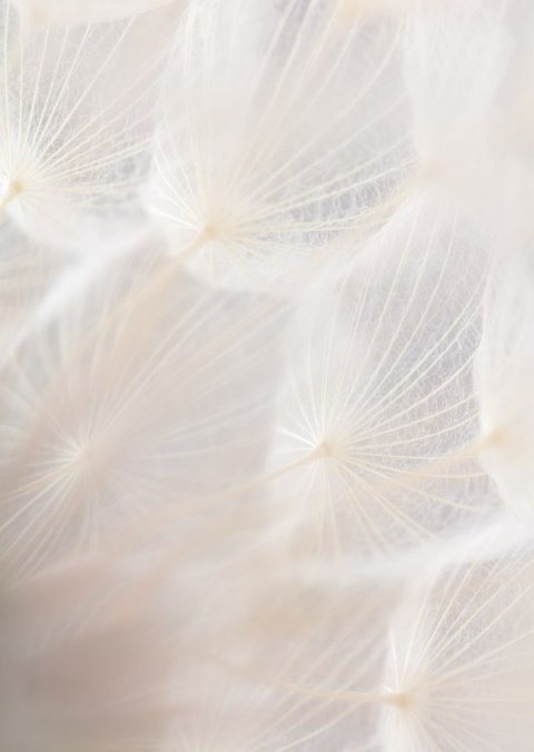 Plakat Abstrakcyjny Beżowy Dmuchawiec