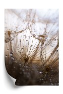 Plakat Dmuchawiec Z Kroplami Rosy