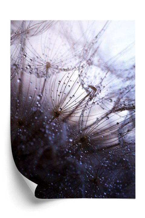 Plakat Mokry Mniszek Lekarski