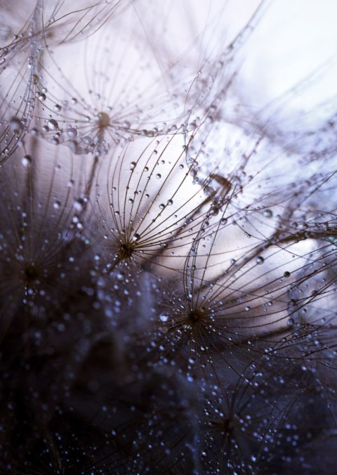 Plakat Mokry Mniszek Lekarski