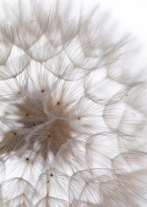 Plakat Puszysty Beżowy Dmuchawiec