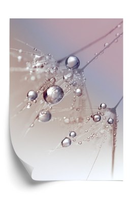 Plakat Rosa Na Różowym Dmuchawcu