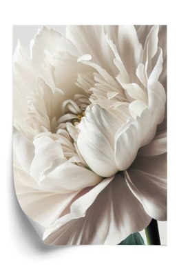 Plakat Biała Piwonia Ujęcie Z Bliska