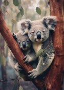 Plakat Dwa Misie Koala Na Gałęzi