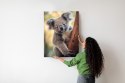 Plakat Koala Na Rozmytym Tle