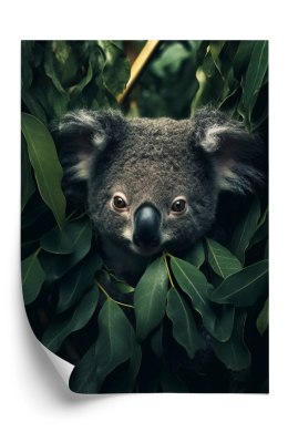 Plakat Koala Siedzący W Liściach