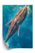 Plakat Wieloryb Pływający W Błękitnym Oceanie