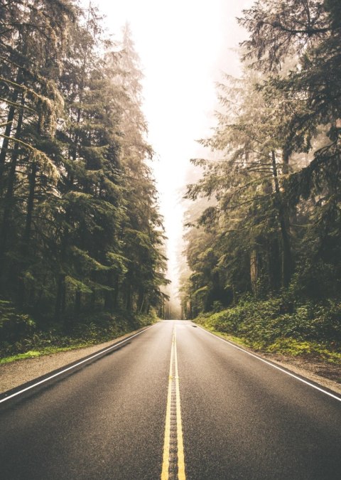 Plakat Droga Pośród Lasu