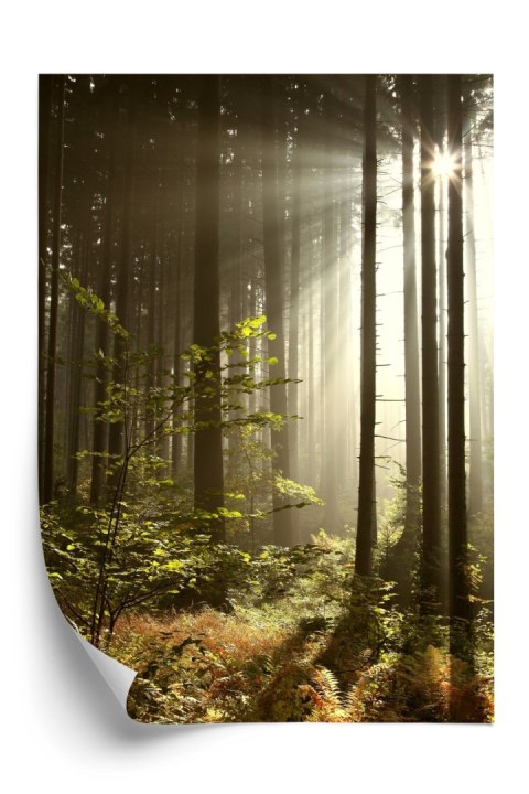 Plakat Dzika Roślinność W Lesie O Poranku