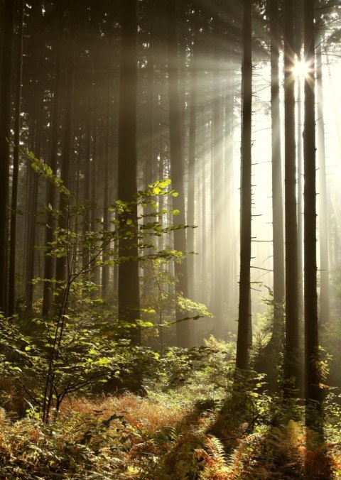 Plakat Dzika Roślinność W Lesie O Poranku