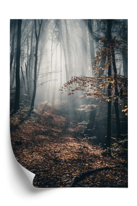 Plakat Jesienny Las Z Promieniami Słońca O Poranku