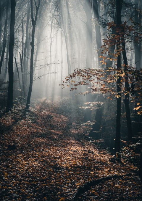 Plakat Jesienny Las Z Promieniami Słońca O Poranku