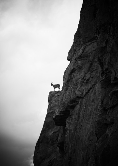 Plakat Kozioł Górski Na Skale Czarno Biały Krajobraz