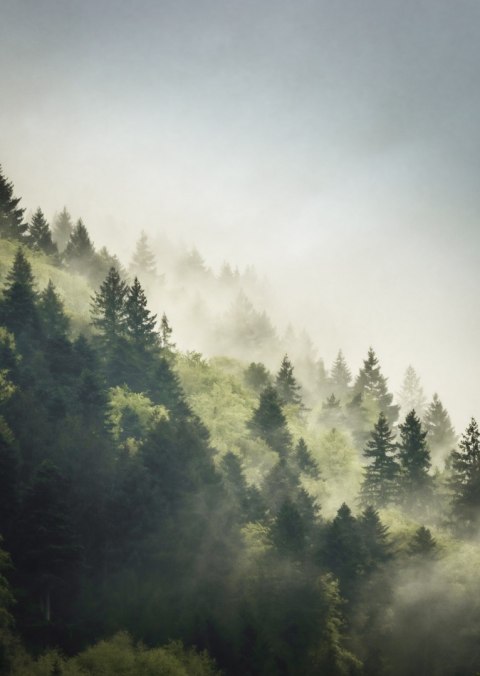 Plakat Las Na Górskich Wzgórzach We Mgle