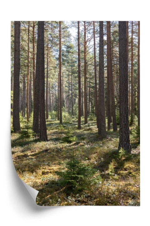 Plakat Las Sosnowy Wiosenną Porą