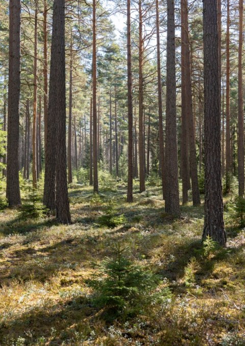 Plakat Las Sosnowy Wiosenną Porą
