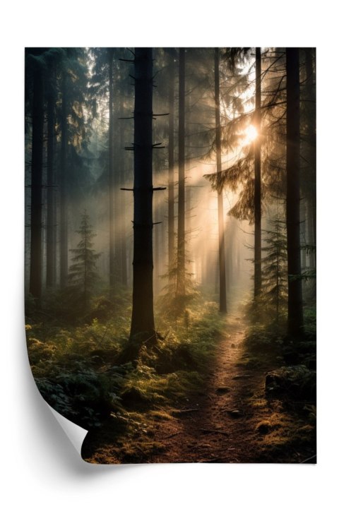 Plakat Las Z Promieniami Słońca O Poranku