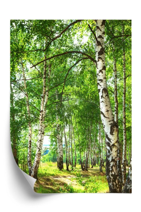 Plakat Letni Poranek W Słonecznym Lesie Brzozowym