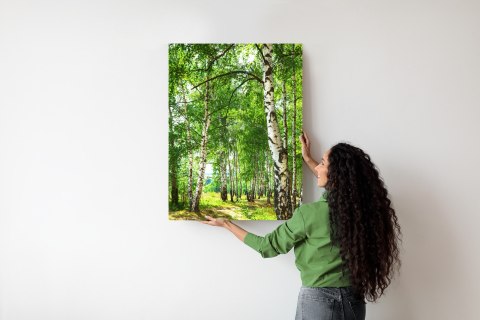 Plakat Letni Poranek W Słonecznym Lesie Brzozowym