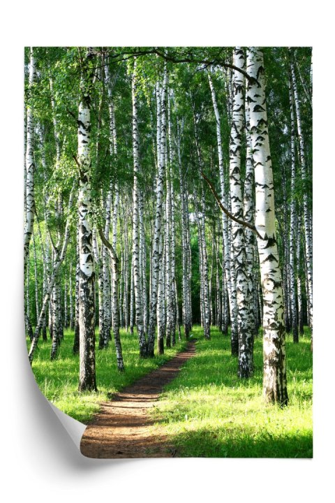 Plakat Letni Poranek W Zielonym Lesie Brzozowym