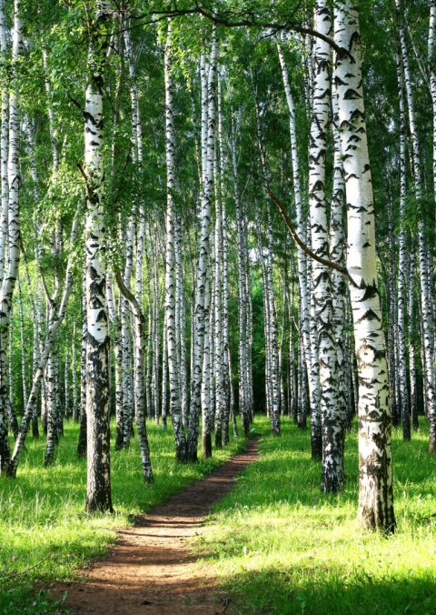 Plakat Letni Poranek W Zielonym Lesie Brzozowym
