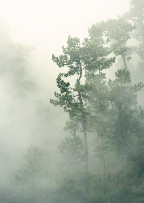 Plakat Mgła W Zielonym Lesie Natura