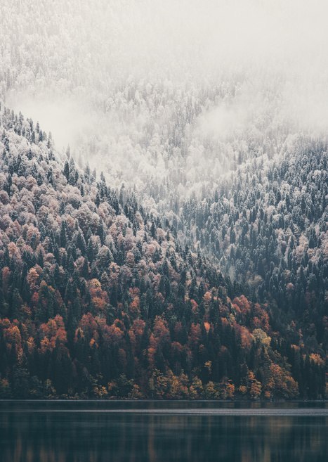 Plakat Mglisty Jesienny Las Nad Jeziorem