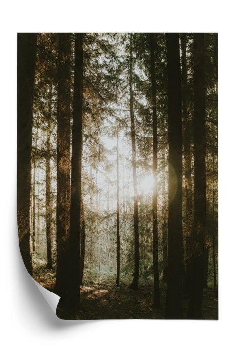 Plakat Mistyczny Poranek W Iglastym Lesie