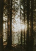 Plakat Mistyczny Poranek W Iglastym Lesie