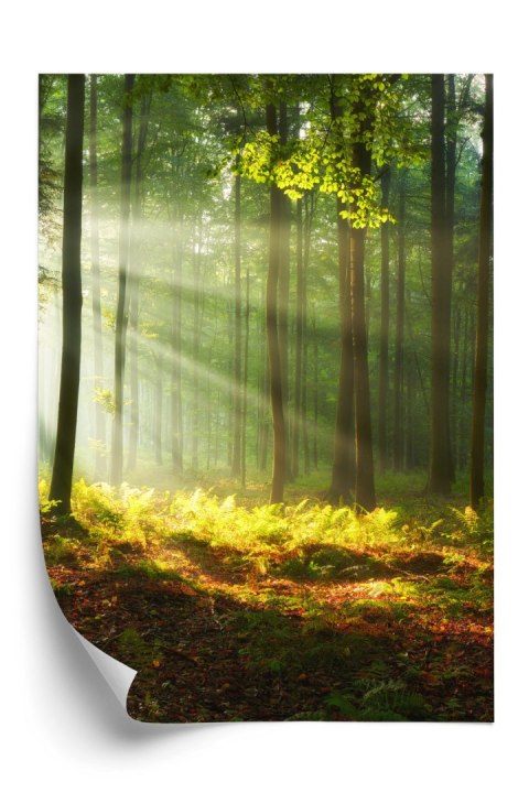 Plakat Piękny Poranek W Zielonym Lesie