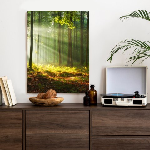 Plakat Piękny Poranek W Zielonym Lesie