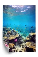 Plakat Podwodne Życie Morskie