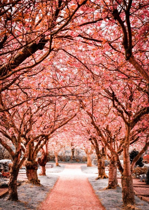 Plakat Różowe Drzewa Jesienny Krajobraz